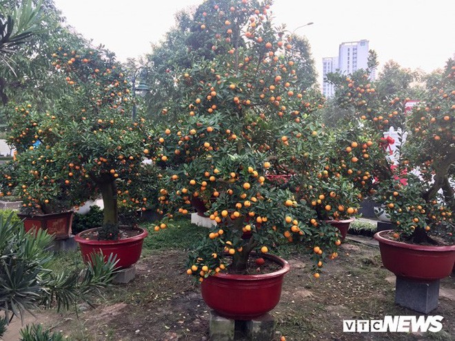 Một cây vàng không mua nổi cây quất trưng Tết tại vỉa hè Sài Gòn