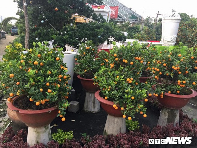 Một cây vàng không mua nổi cây quất trưng Tết tại vỉa hè Sài Gòn