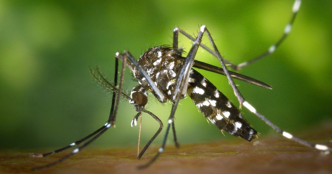Hóa ra tất cả những điều trước giờ bạn làm để tránh muỗi đều có thể sai cả
