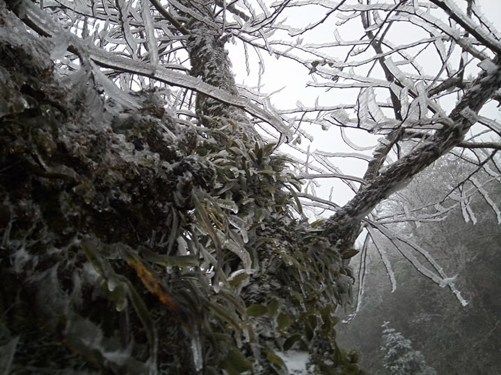 Chùm ảnh: Tuyết đã rơi trên vùng cao Y Tý, cây cối bao phủ bởi băng tuyết dày