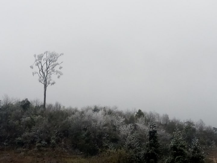 Chùm ảnh: Tuyết đã rơi trên vùng cao Y Tý, cây cối bao phủ bởi băng tuyết dày