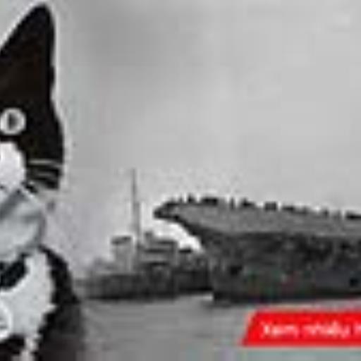 Bí ẩn không có lời giải về con mèo sống sót qua ba lần tàu chiến bị đánh chìm